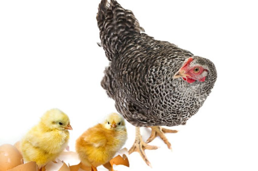 22% breeder