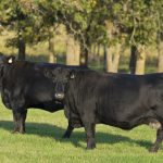 Beef Feed
