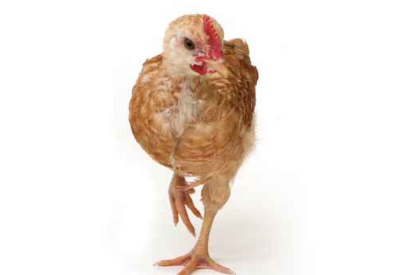 Broiler starter