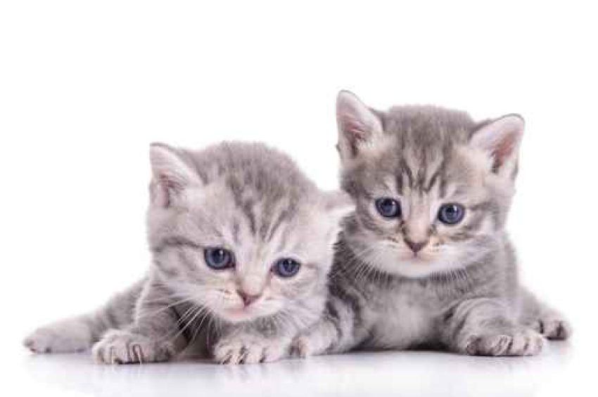 Cat food
