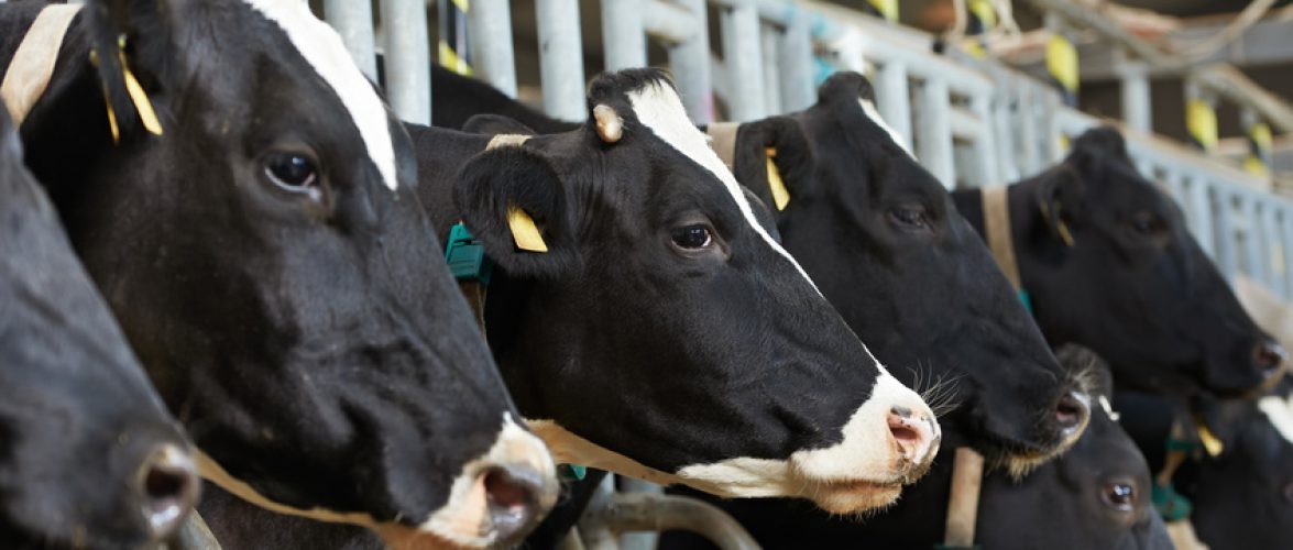 Dairy Feed
