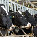 Dairy Feed