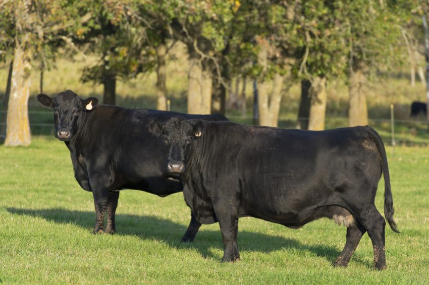 Beef Feed