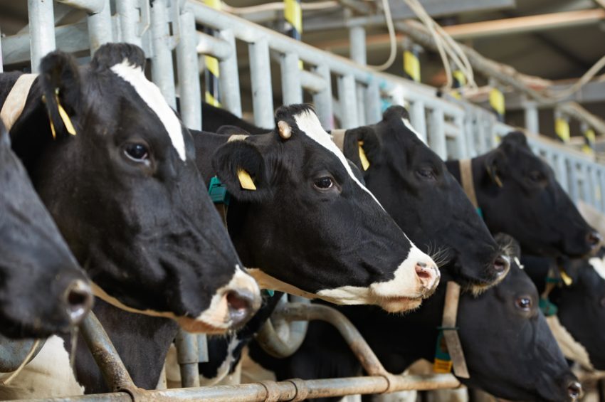 Dairy Feed