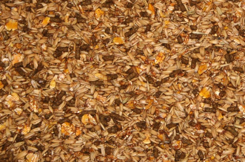 Horse Feed