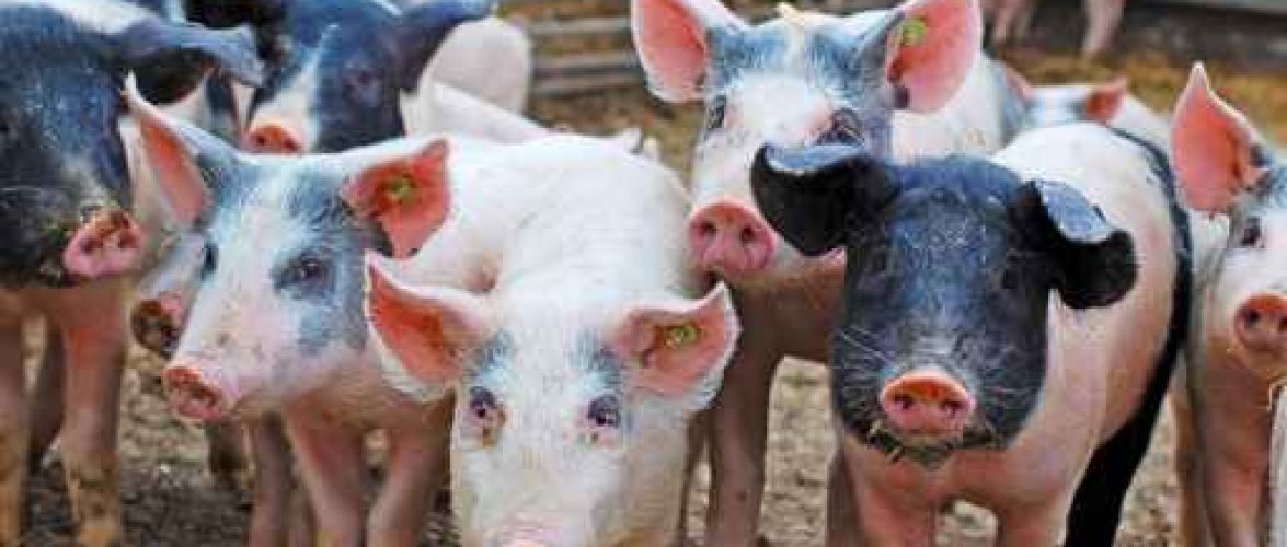 swine feed