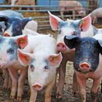 swine feed