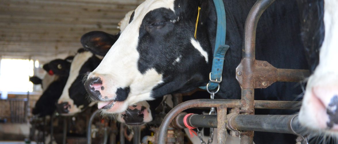Enhanced Beef Feed Formulations for Superior Performance and Health