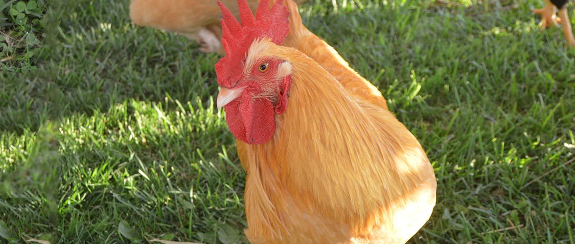 Flexible Poultry Feed Solutions: Tailored and Bulk Options to Suit Your Requirements