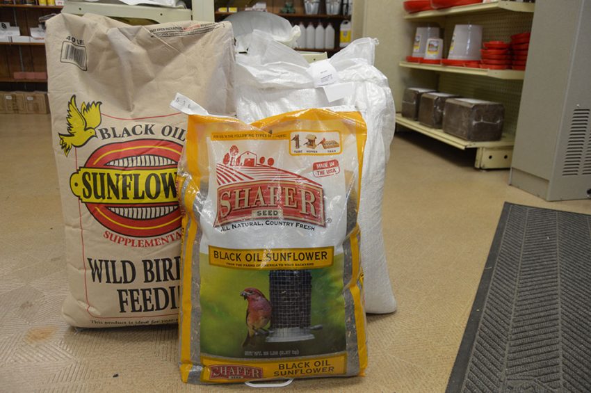 Bird Food