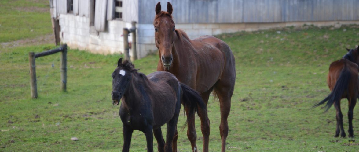 Comprehensive Equine Feed Solutions