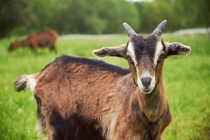 Goat Feed
