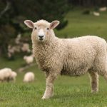 Sheep Feed