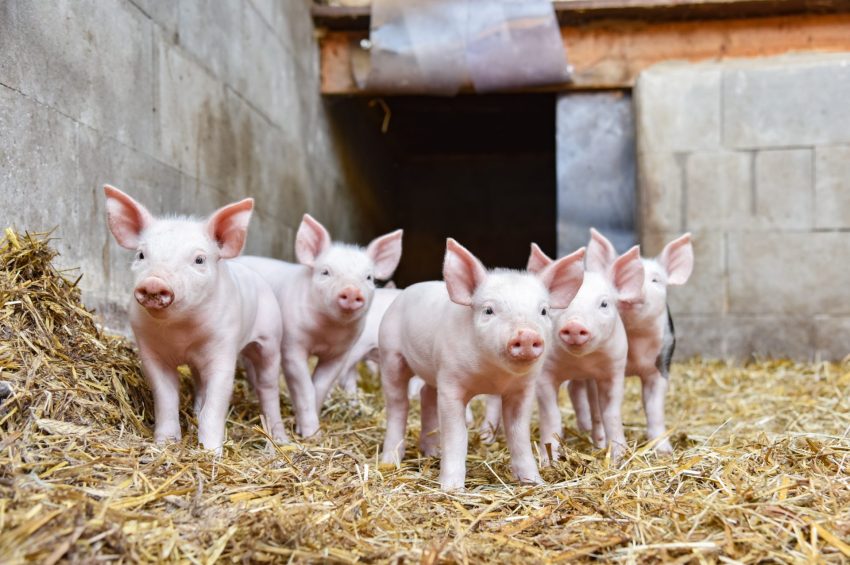 Swine Feed