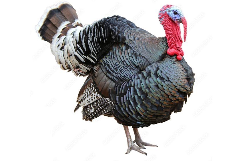 turkey grower