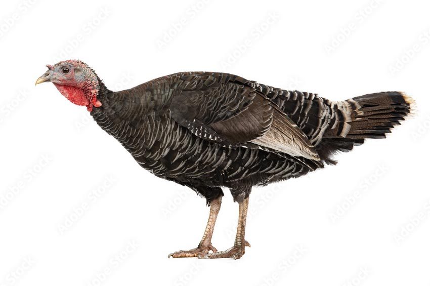turkey starter